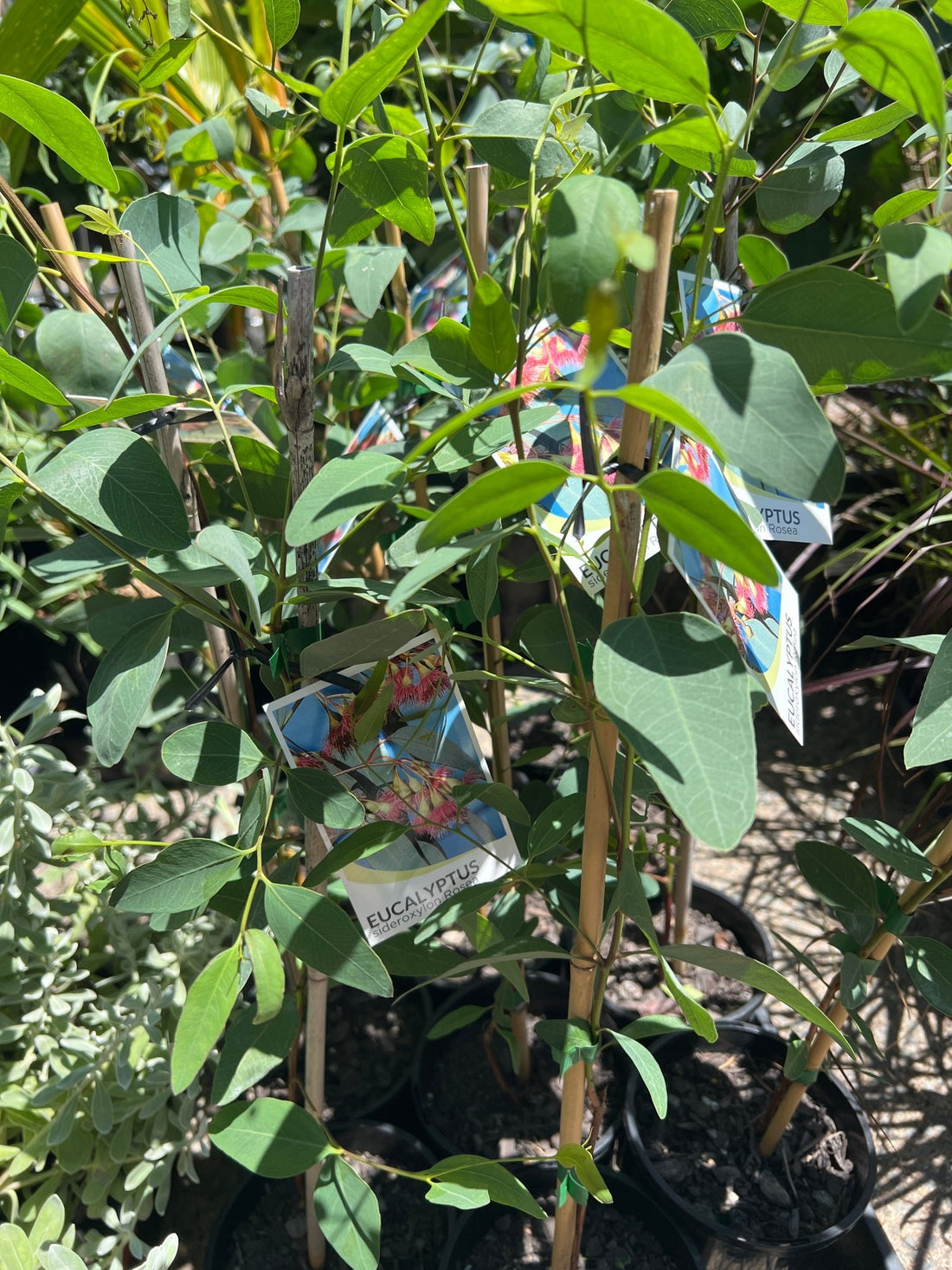 Red - Flowering Ironbark (Eucalyptus sideroxylon Rosea) - Ladybird Nursery