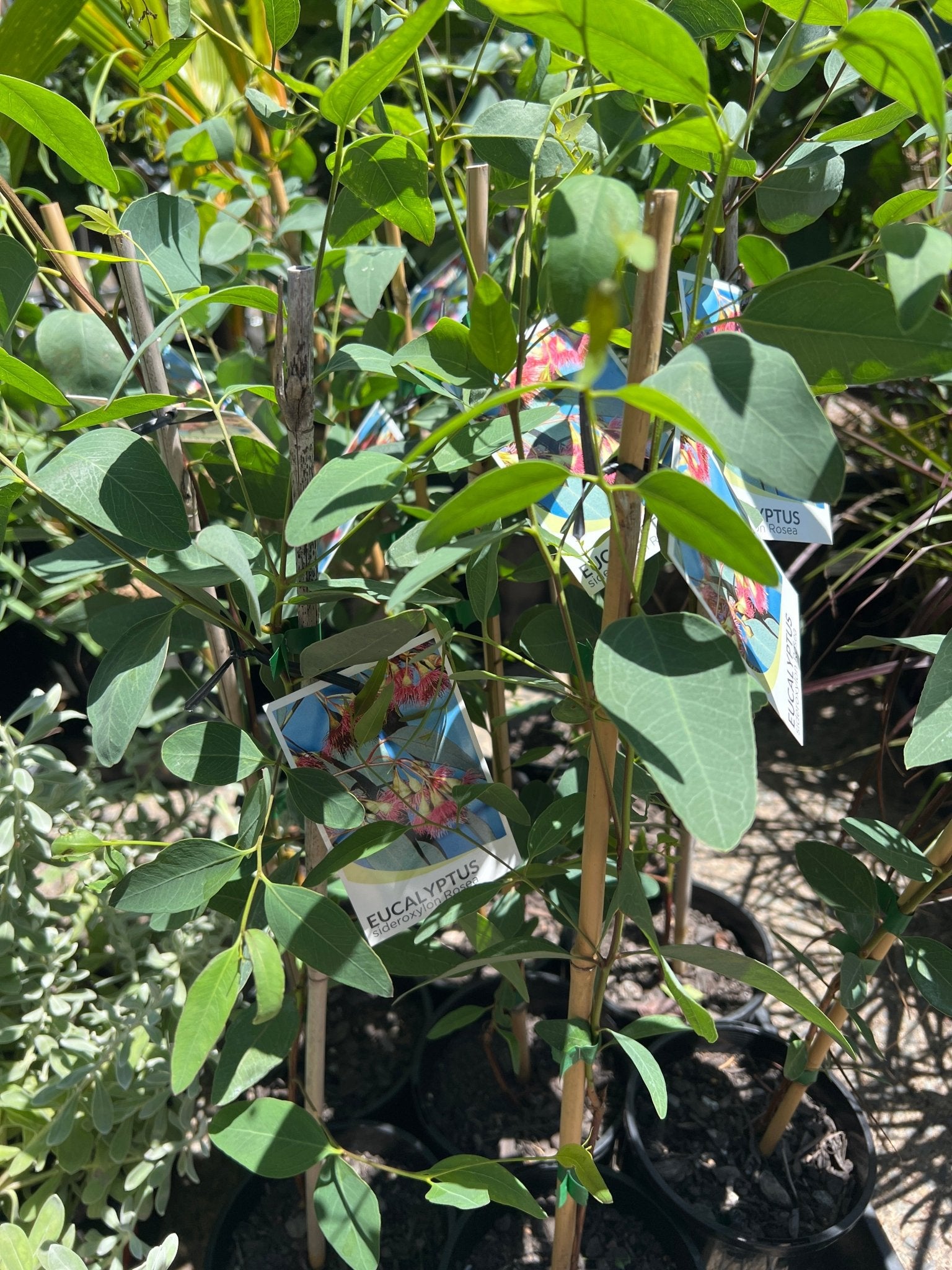 Red - Flowering Ironbark (Eucalyptus sideroxylon Rosea) - Ladybird Nursery