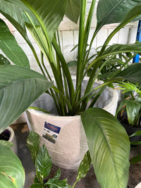 Pot 'Slate Egg White' Size 1 (PICK UP ONLY) - Ladybird Nursery