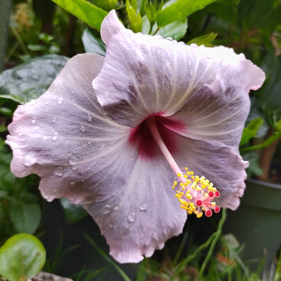 Hibiscus Flamenco™ Cato - Ladybird Nursery