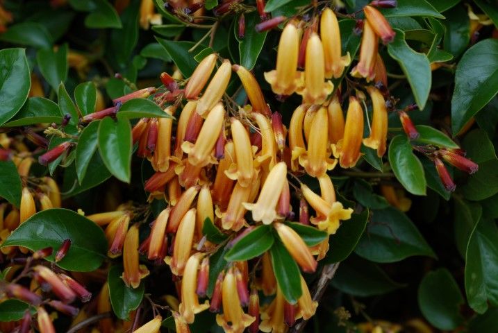 Wonga Wonga Vine Gold Sunset (Pandorea pandorana)