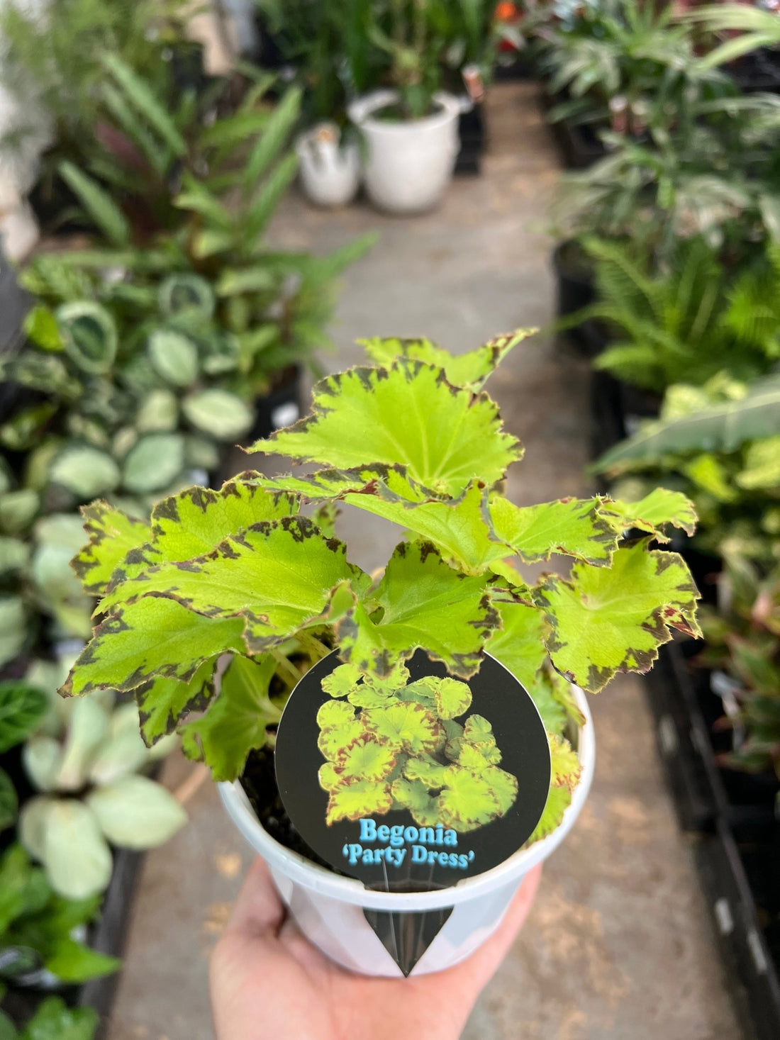 Begonia 'Party Dress' - Ladybird Nursery