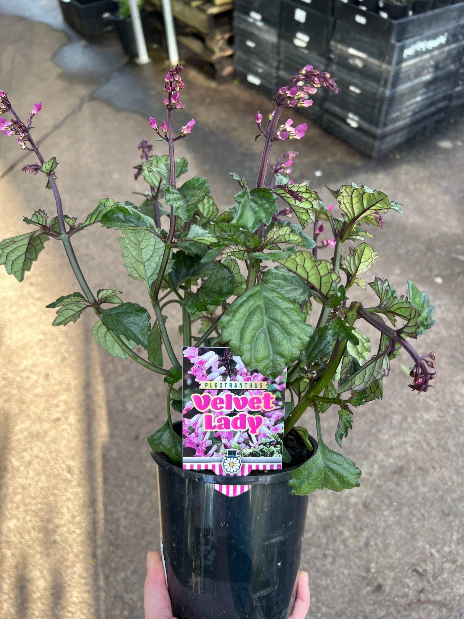 Plectranthus 'Velvet Lady' - Ladybird Nursery