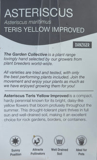 Asteriscus maritimus 'Teris Yellow Improved' - Ladybird Nursery