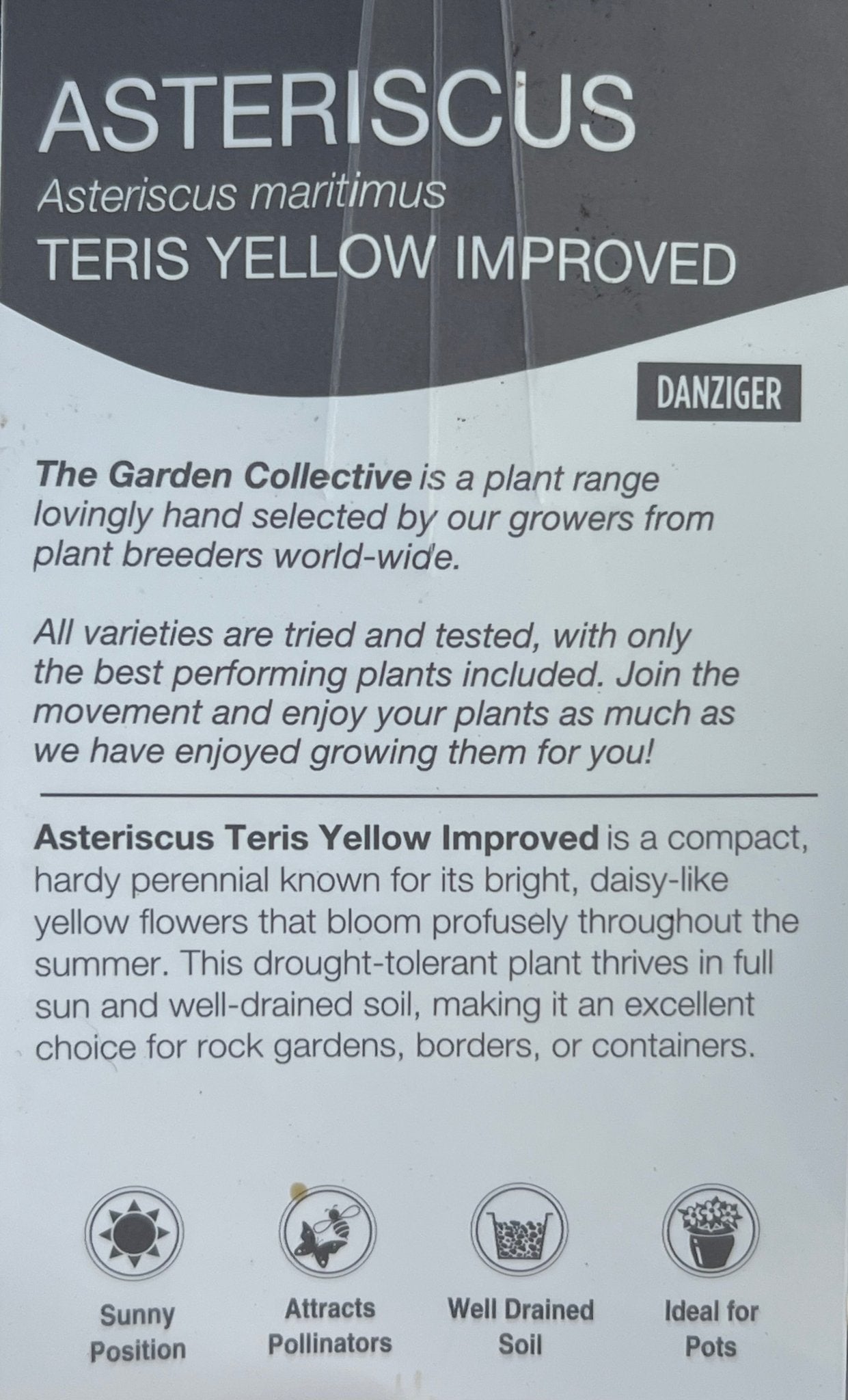 Asteriscus maritimus 'Teris Yellow Improved' - Ladybird Nursery