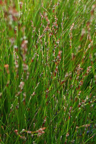 Didgery Sticks (Baloskion pallens)