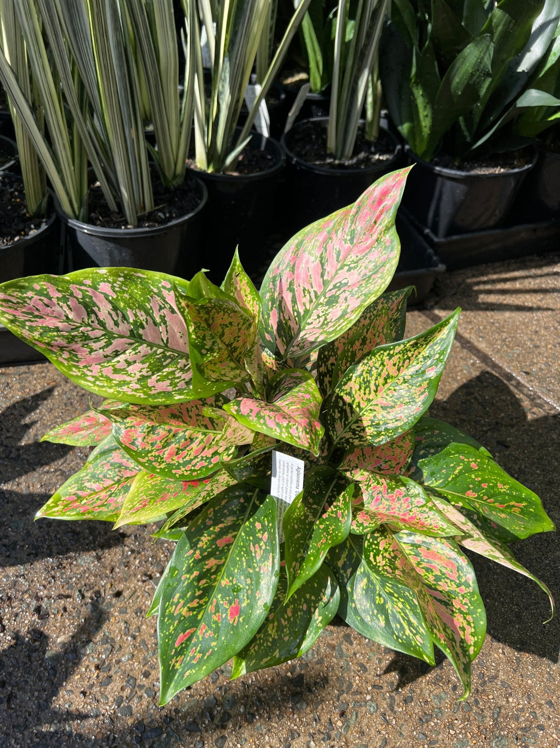 Aglaonema 'Dang Mongkol’ - Ladybird Nursery