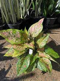 Aglaonema 'Dang Mongkol’ - Ladybird Nursery