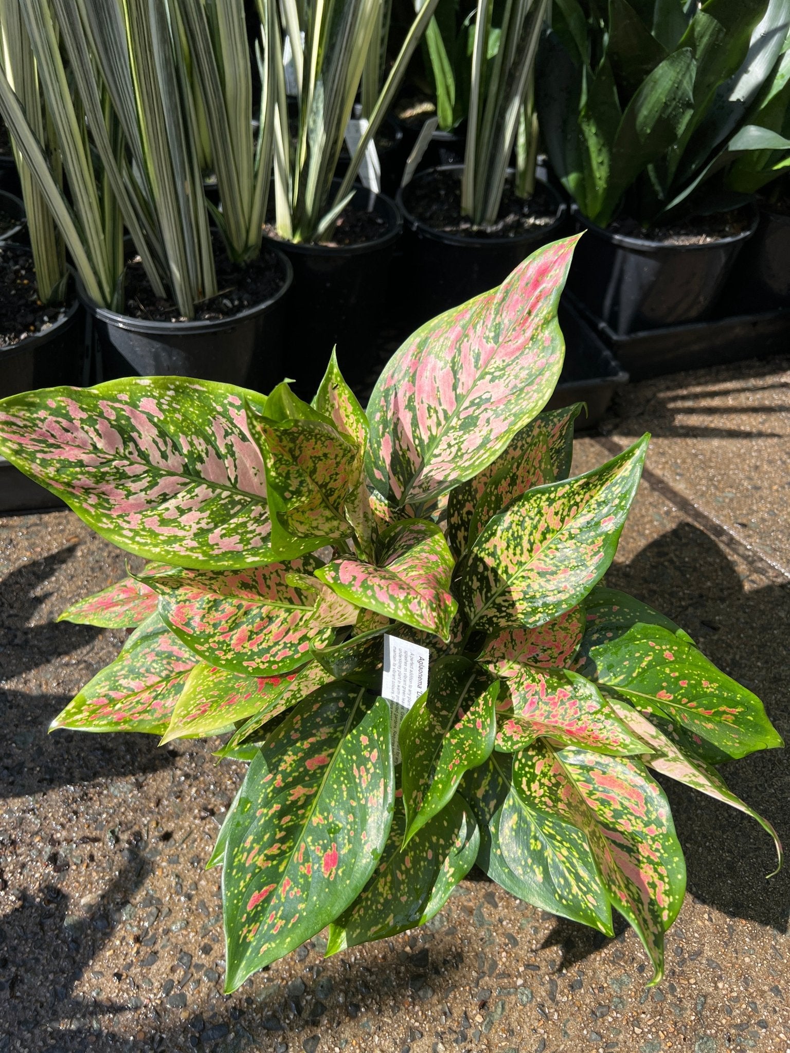 Aglaonema 'Dang Mongkol’ - Ladybird Nursery