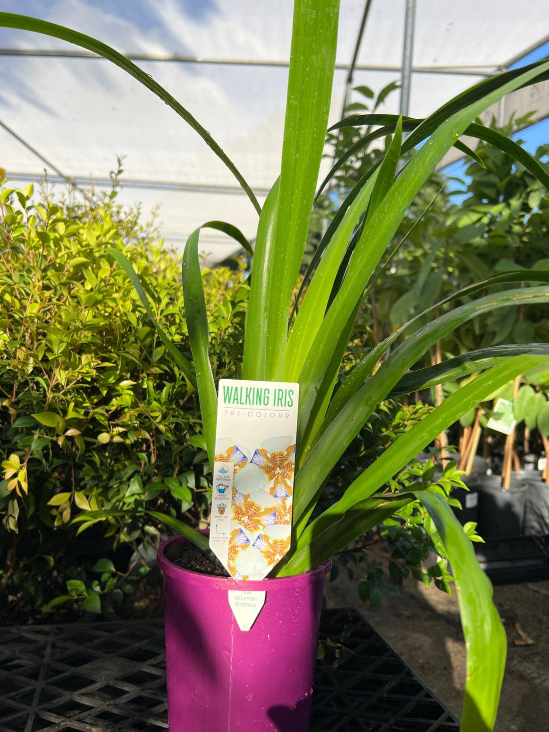 Brazilian Walking Iris Tri - Colour (Neomarica gracilis) - Ladybird Nursery