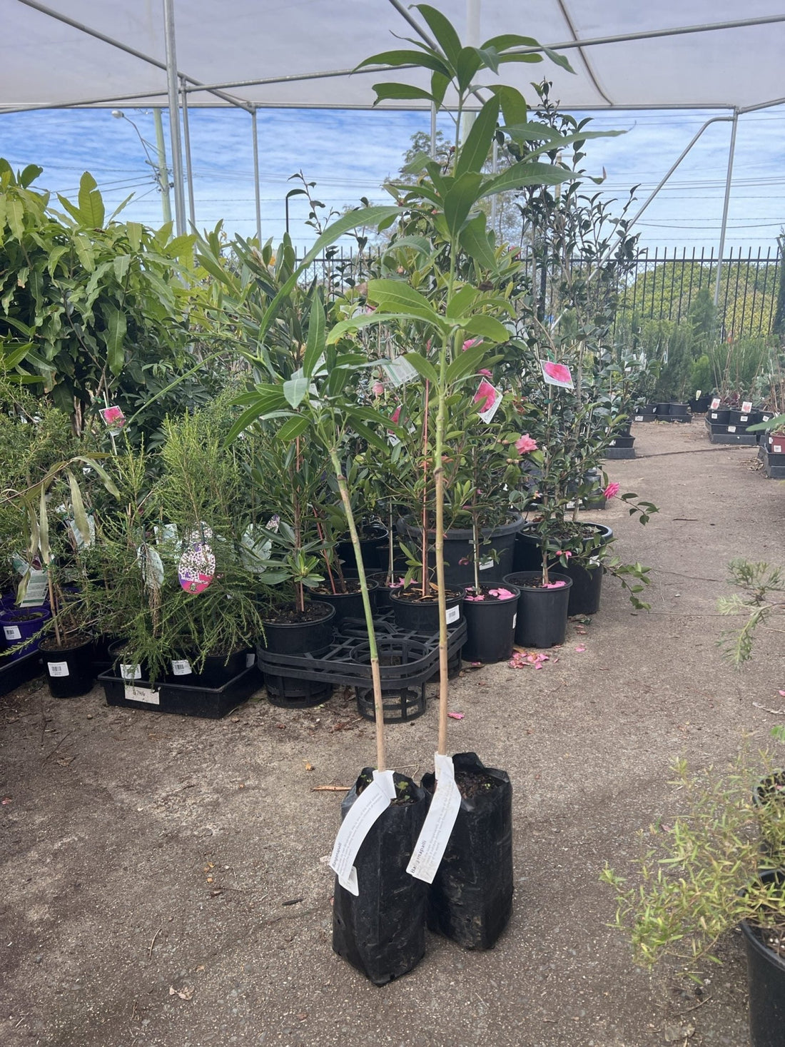 Mango Banganapalli - Ladybird Nursery