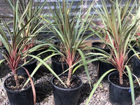 Cordyline Sundance (Cordyline australis) - Ladybird Nursery