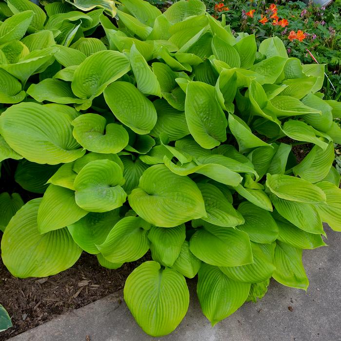 Plantain Lily Sum and Substance (Hosta ) - Ladybird Nursery