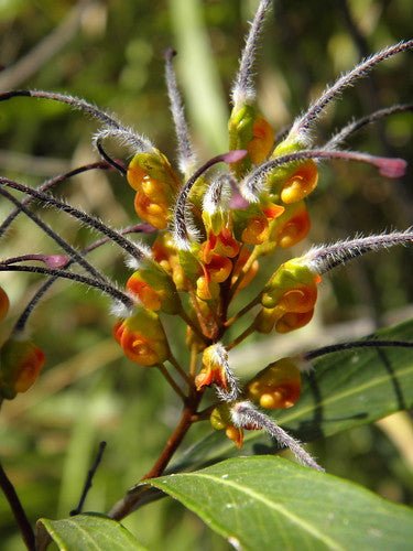 Grevillea venusta - Ladybird Nursery