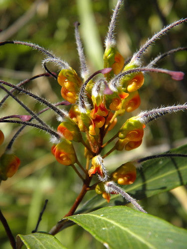 Grevillea venusta