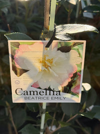 Camellia 'Beatrice Emily' - Large - Ladybird Nursery
