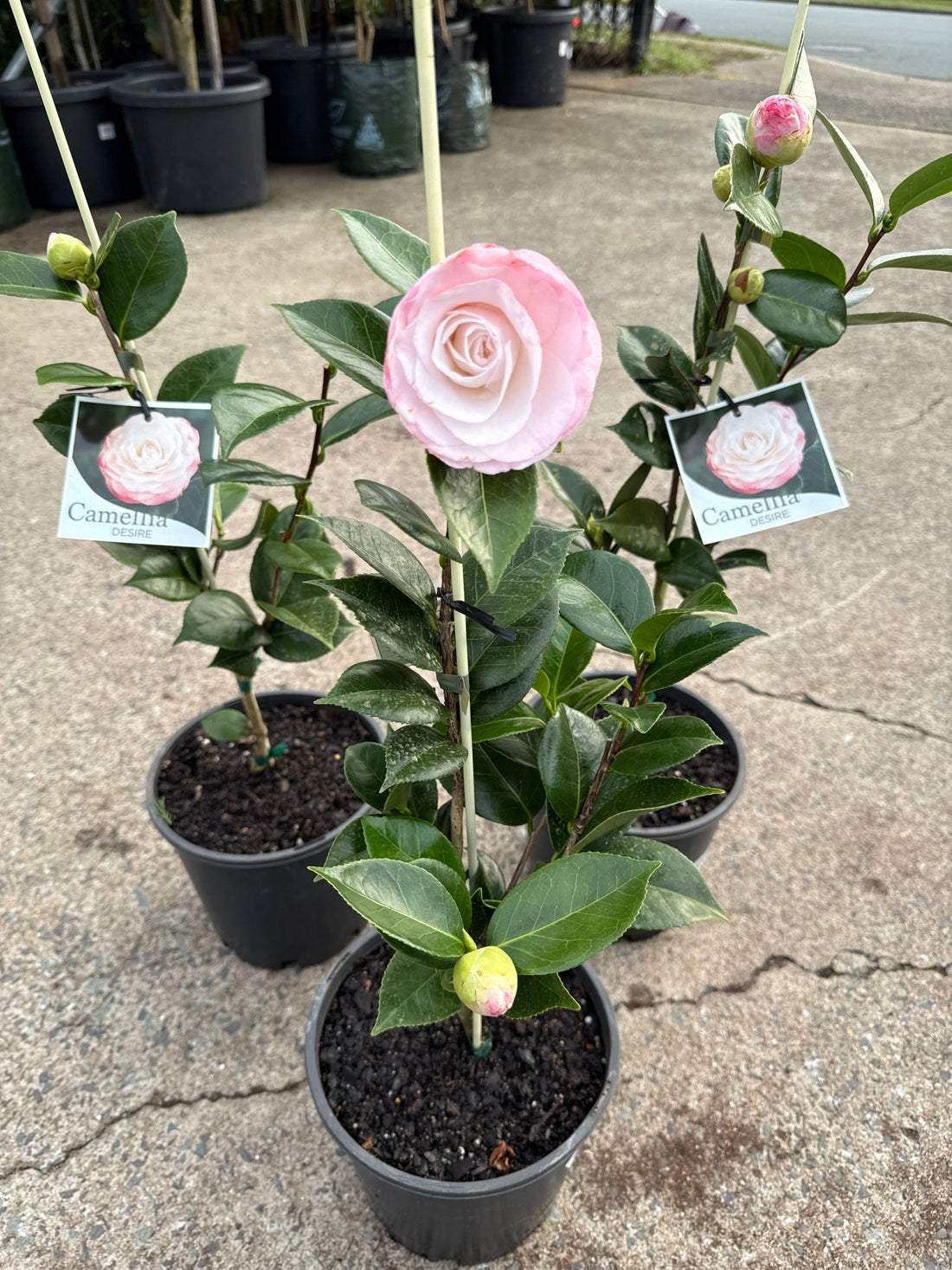 Camellia 'Desire' (Camellia japonica) - Ladybird Nursery