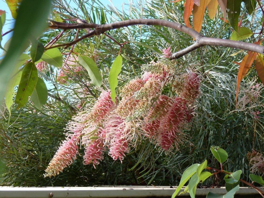 Grevillea 'Flamingo' - Ladybird Nursery