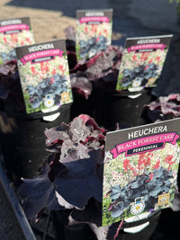 Heuchera 'Black Forest Cake' - Ladybird Nursery