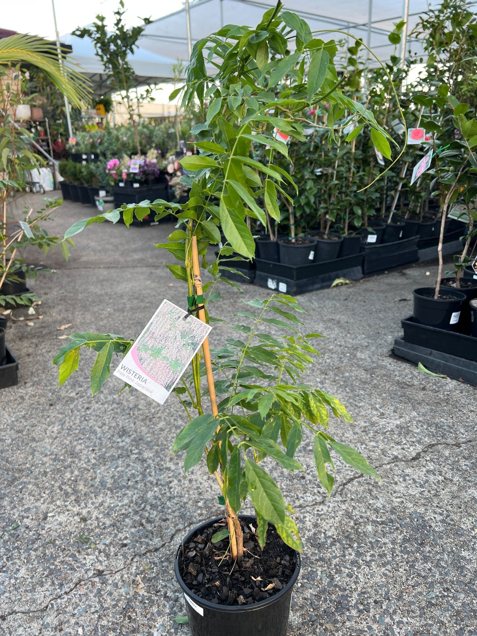 Japanese Wisteria 'Kuchi - Beni' (Wisteria floribunda) - Ladybird Nursery