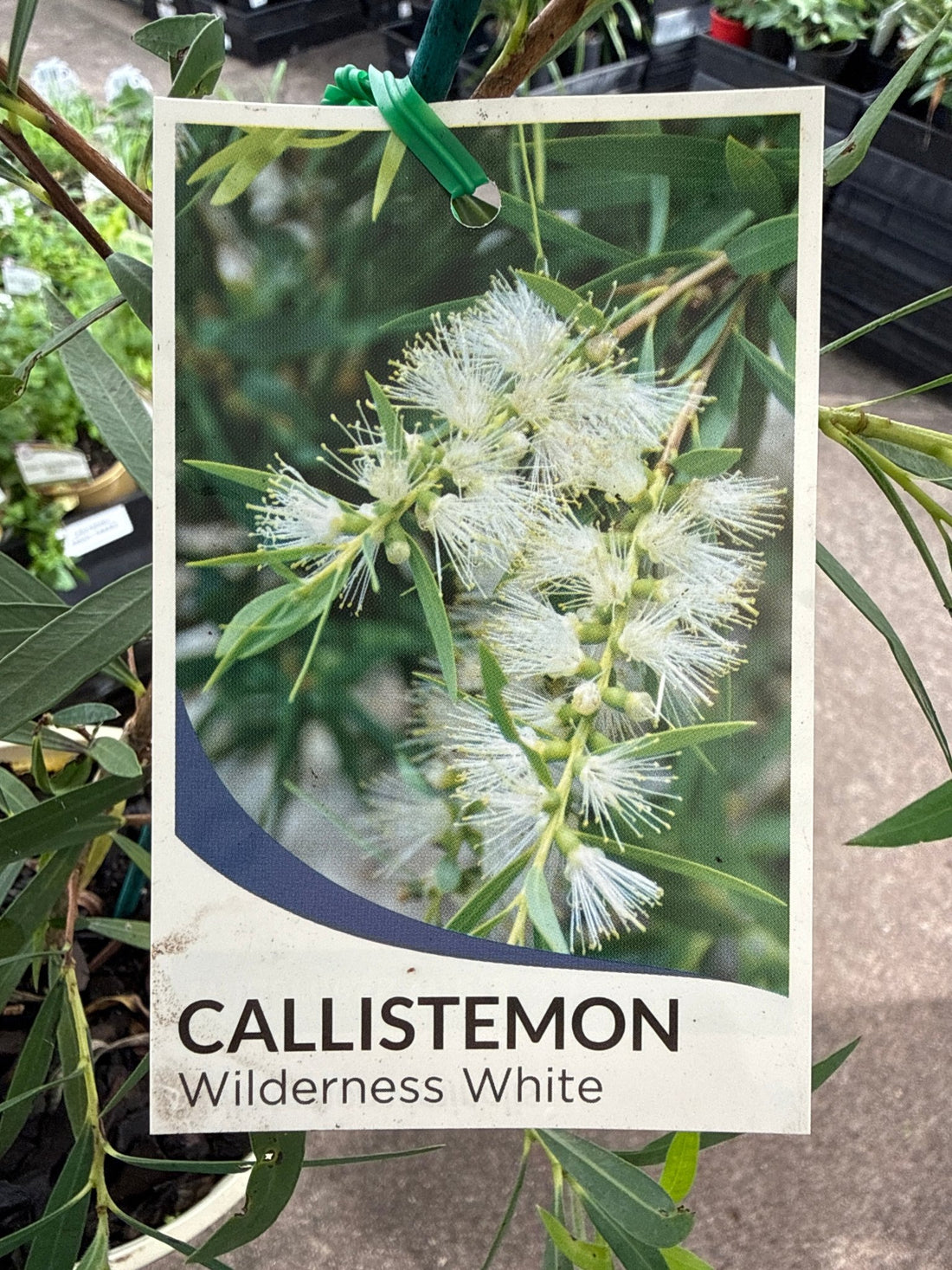 Dwarf Bottlebrush 'Wilderness White' (Callistemon viminalis) - Ladybird Nursery