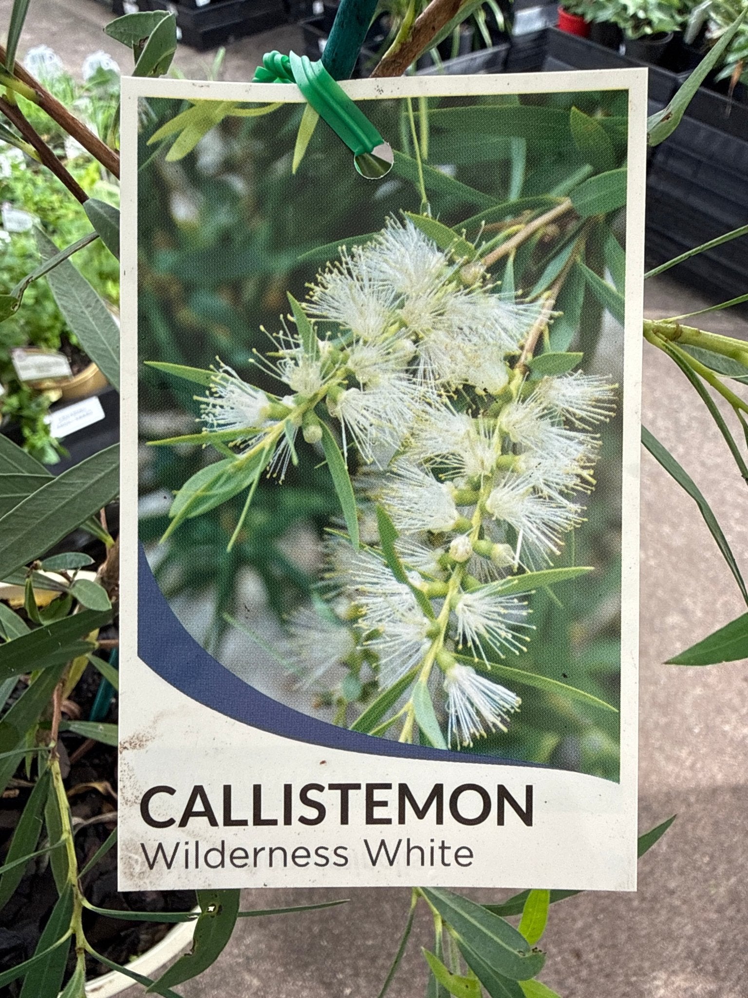 Dwarf Bottlebrush 'Wilderness White' (Callistemon viminalis) - Ladybird Nursery
