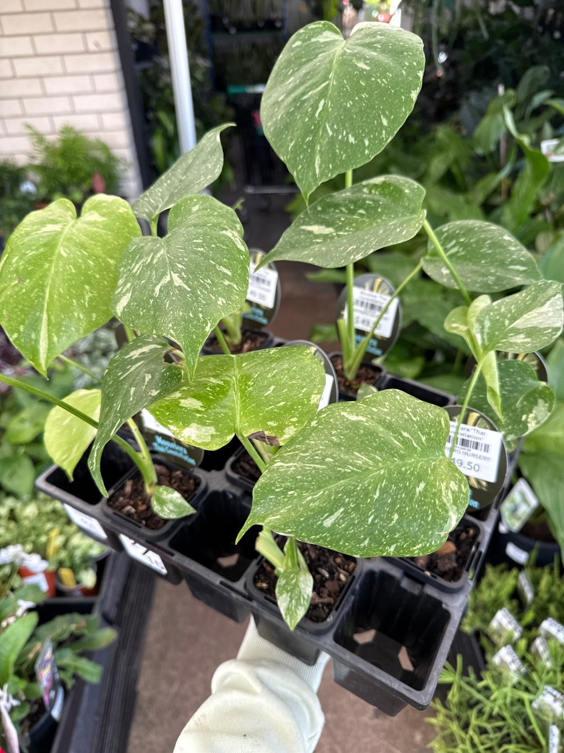 Monstera 'Thai Constellation' - Ladybird Nursery