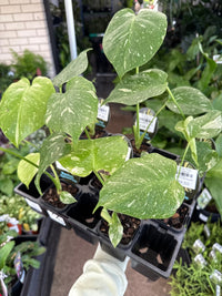 Monstera 'Thai Constellation' - Ladybird Nursery