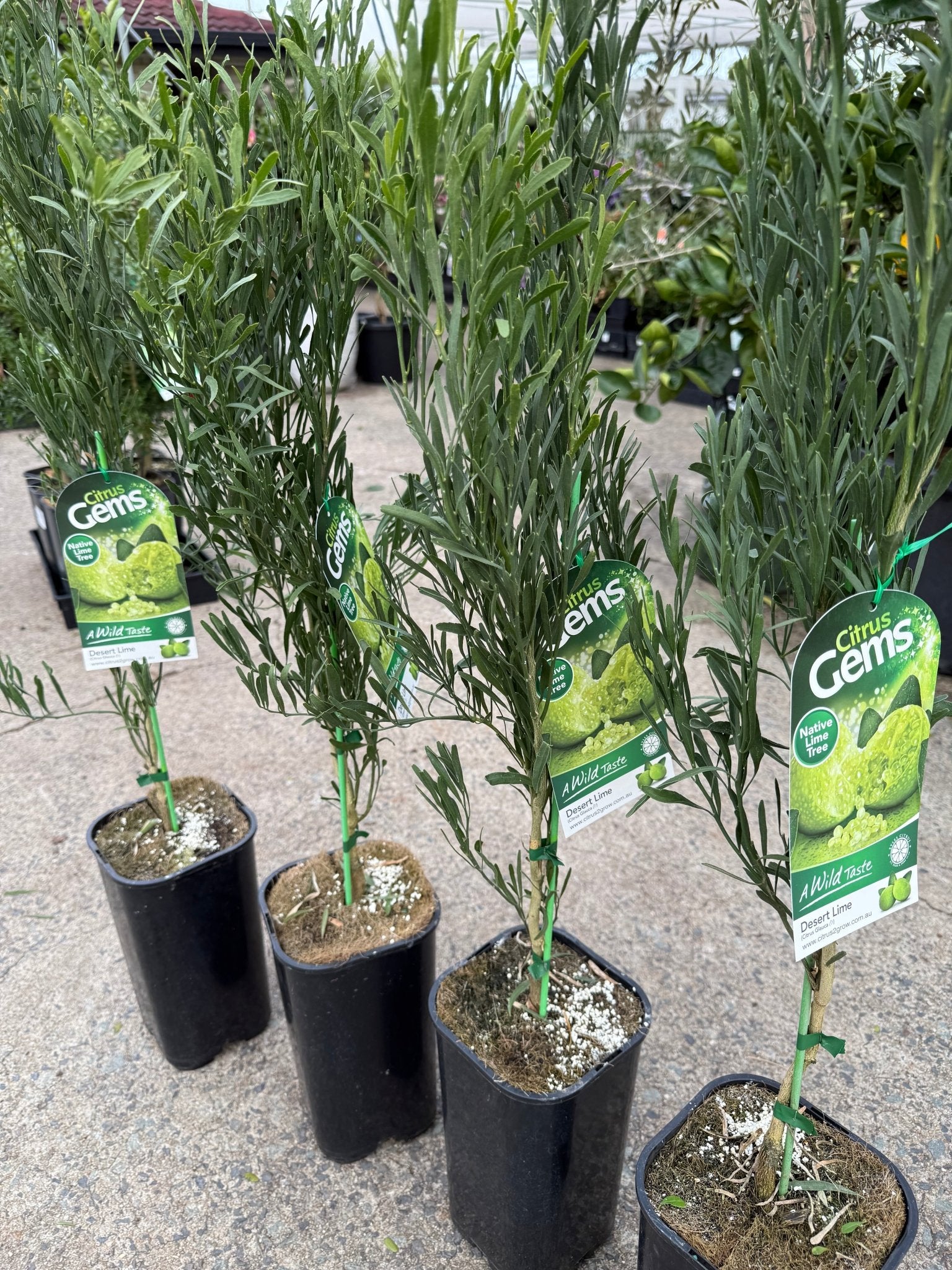 Desert Lime (QLD Only) - Ladybird Nursery