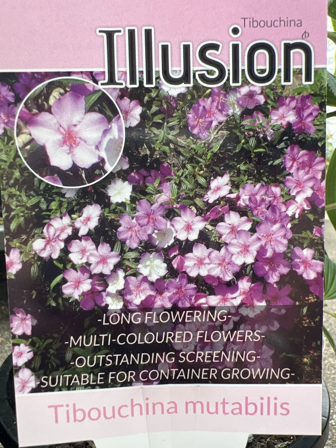 Tibouchina Illusion - Ladybird Nursery