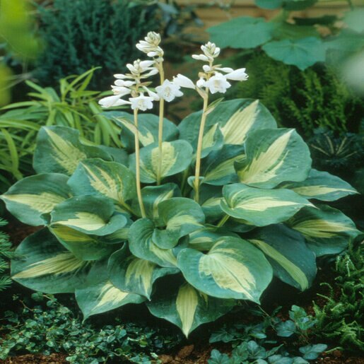 Plantain Thunderbolt Lily (Hosta )