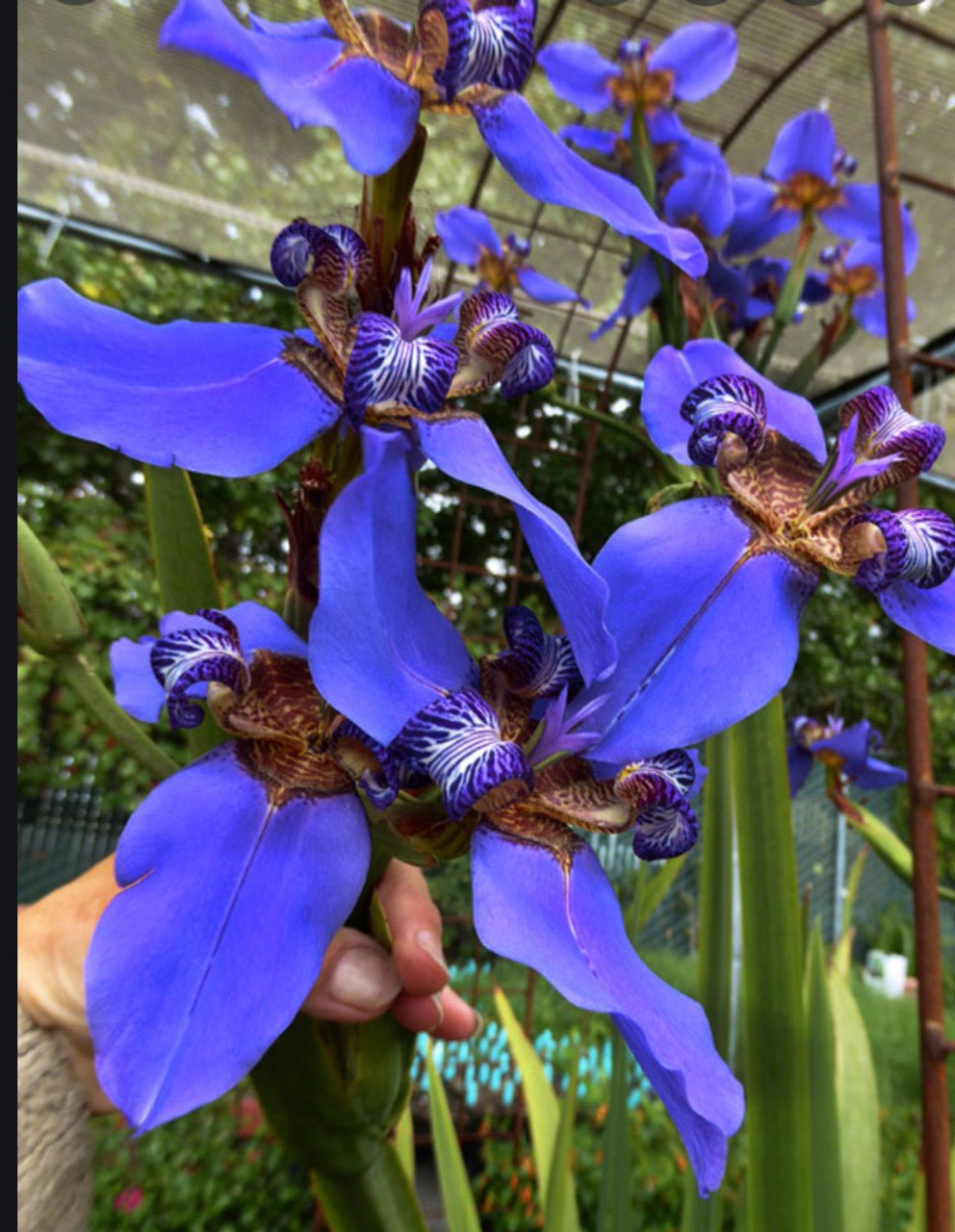 Walking Iris Indigo Bue (Neomarica caerulea) - Ladybird Nursery