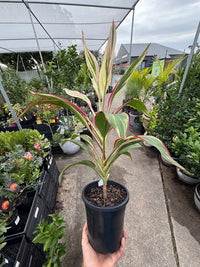 Cordyline John Klass (Cordyline fruticosa) - Ladybird Nursery