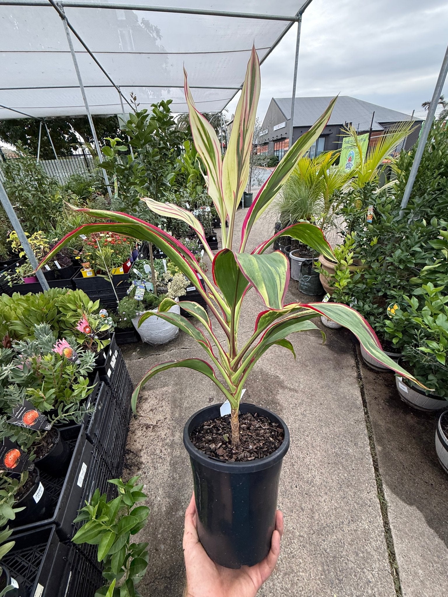 Cordyline John Klass (Cordyline fruticosa) - Ladybird Nursery