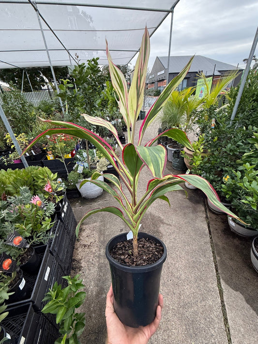 Cordyline John Klass (Cordyline fruticosa) - Ladybird Nursery