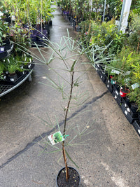 Queensland Bottle Tree (Brachychiton rupestris) - Large (PICKUP ONLY) - Ladybird Nursery