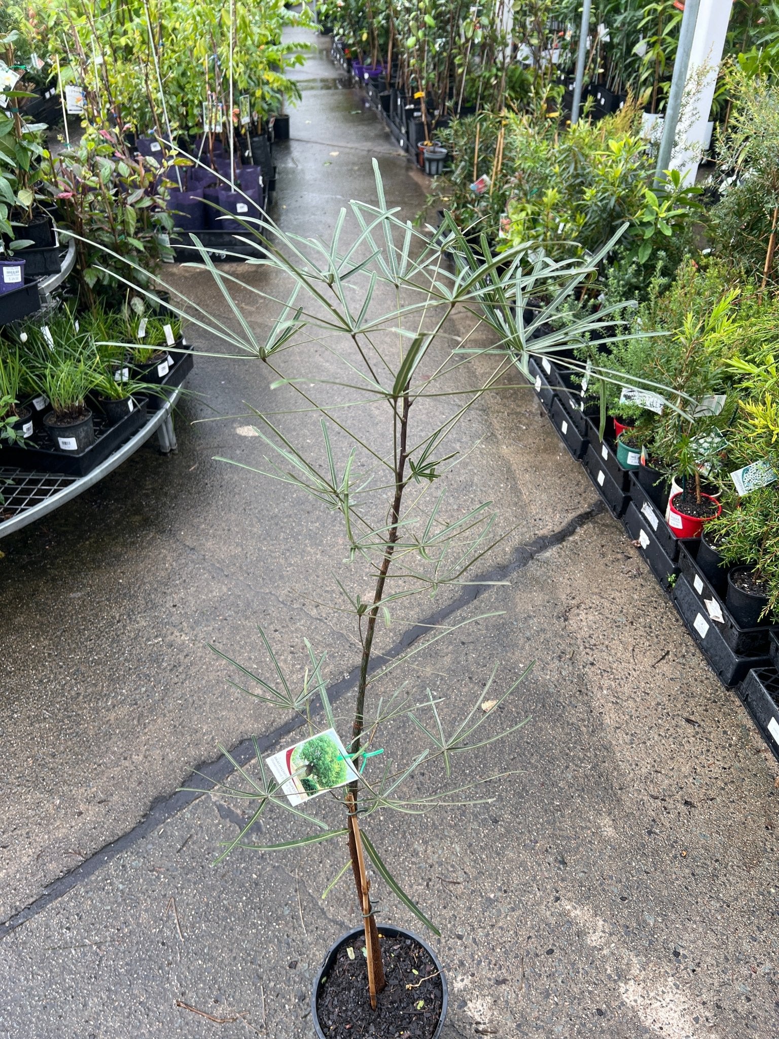 Queensland Bottle Tree (Brachychiton rupestris) - Large (PICKUP ONLY) - Ladybird Nursery