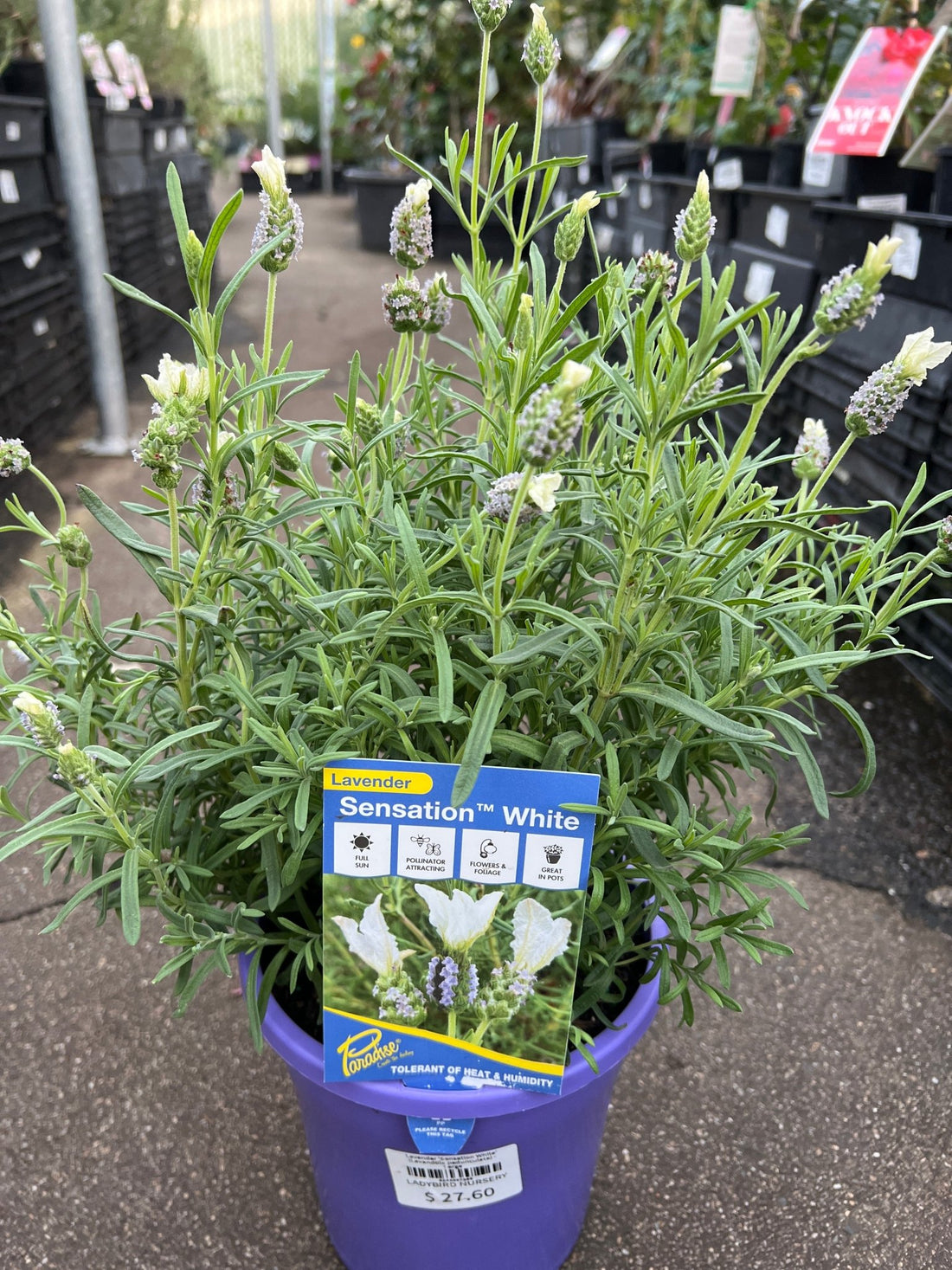 Lavender 'Sensation White' - Large - Ladybird Nursery