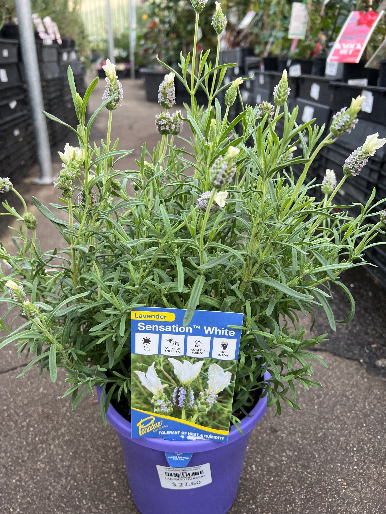 Lavender 'Sensation White' - Large - Ladybird Nursery