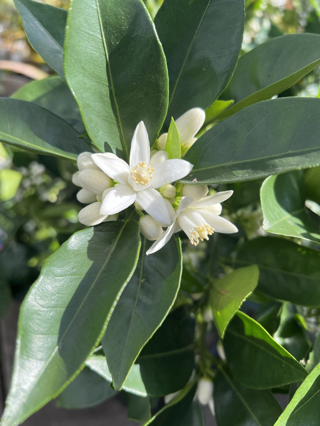 Washington Navel Orange 500mm/45Ltr PICKUP ONLY - Ladybird Nursery