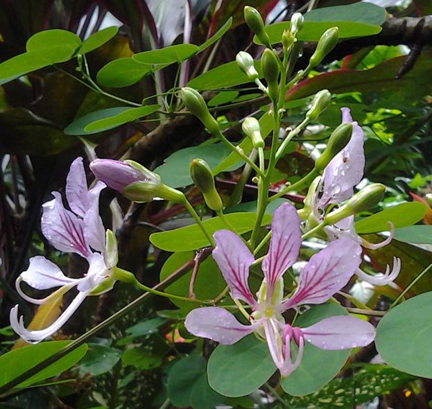 Climbing Bauhinia (Bauhinia corymbosa)