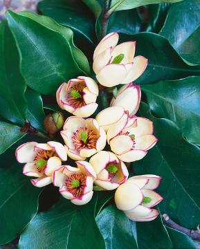 Michelia Lady of the Night - Ladybird Nursery