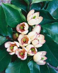 Michelia Lady of the Night