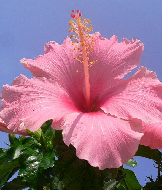 Hibiscus Fantasy Hot Pink (Hibiscus rosa - sinensis) - Ladybird Nursery