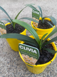Clivia Cream/Yellow (Clivia miniata) - Ladybird Nursery