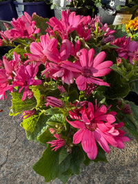 Pericallis (Senecio) Mandala ‘Salmon’ - Ladybird Nursery