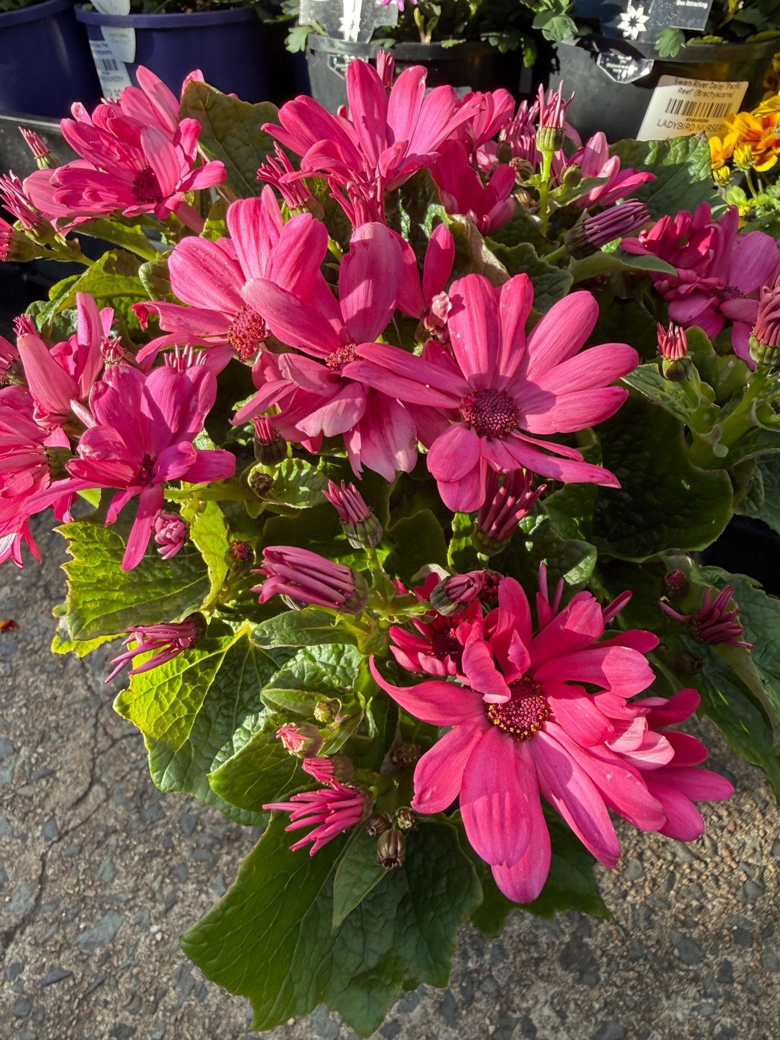 Pericallis (Senecio) Mandala ‘Salmon’ - Ladybird Nursery