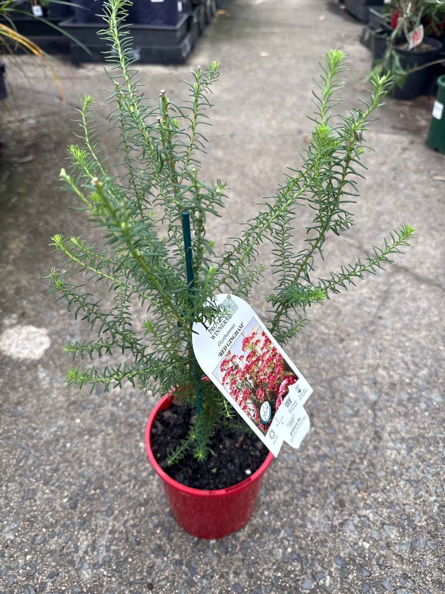 Rice Flower Red Gingham (Ozothamnus) - Ladybird Nursery