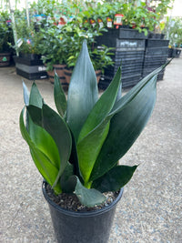 Sansevieria 'Black Diamond' - Ladybird Nursery