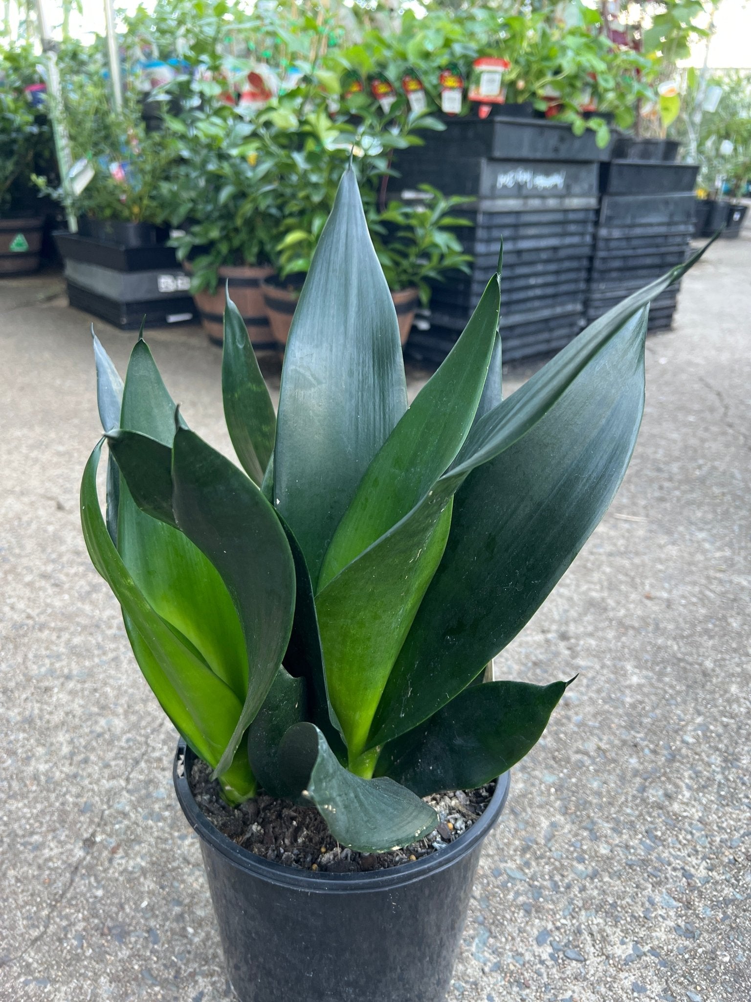 Sansevieria 'Black Diamond' - Ladybird Nursery